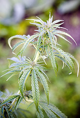 A marijuana plant.